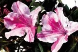 Encore Azaleas