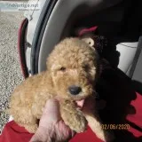 Goldendoodles for Sell