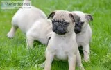 Joncax male and female pug puppies