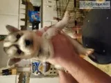 Huskies for sale
