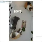 Baby Guinea Pigs