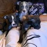 Pit puppy