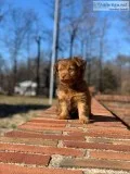 Adorable Shorkiepoos