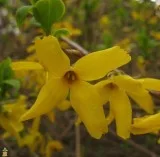 Forsythia Bushes for Sale