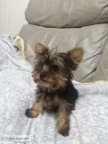 Adorable Morkie Puppies