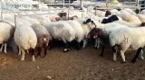Awassi sheep (Fat Tail) and other breed for sale