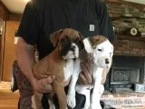 AKC reg Boxer pups