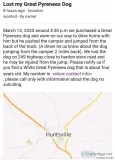Lost dog 