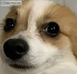 Male Pomeranian akc
