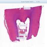 Searching for the Best Oral pathology residents services in Delh