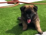 Selling Belgian Malinois