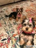 malen female yorkie