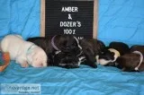 100% European Boxer Puppies