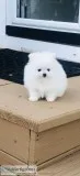 Snow White Pomeranian parents imported