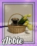 Abbie Female AKC Pug