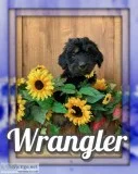 Wrangler Female Bernedoodle