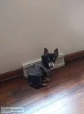 Helping out fam wit small breed pup