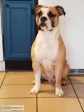 Purebred AKC certified Victorian Bulldog