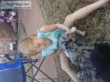 AKC Great Dane puppies