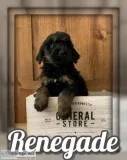 Renegade Male Bernedoodle