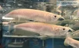 ALBINO AROWANA FISH