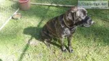 English Mastiff