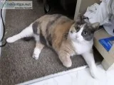 Cat needs new home