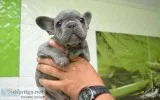 Perry French Bulldogs pups champion blood line