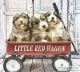 Mini Australian shepherds