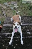 American Foxhound - Beautiful Dog - Tampa Florida