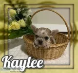 Kaylee AKC Female French Bulldog