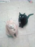 My cats need a good home
