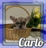 Carlo AKC Male French Bulldog