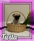 Twila Female AKC Pug