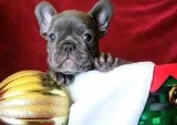 Welch AKC French Bulldog Puppies - Lilac Blue Fawn Sable