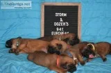 94% European Boxer Puppies