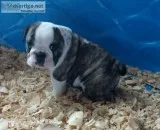 AKC ENGLISH BULLDOG PUPPIES
