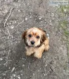 Purebred Cocker Spaniel
