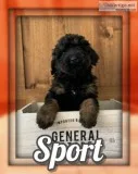 Sport Male Bernedoodle