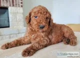 AKC Red Standard Poodle Puppy - Clifford