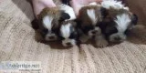 Shih Tzu puppies