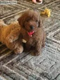 10 week micro petite goldendoodle puppy