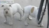 American Bulldog Puppies