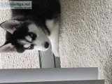 Siberian Husky