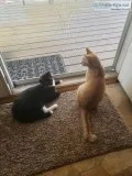 2 kitties 4 mo.  Siblings