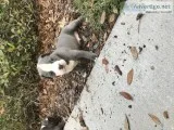 American pitbull terrierAmerican bullies