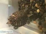 Pepper