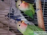 Baby lovebirds