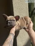 French Bulldog Puppies