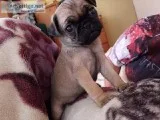 Pug puppies